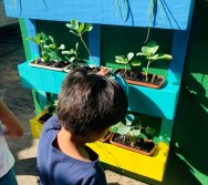 PROGRAMA COLORIR SUSTENTÁVEL - PEQUENOS HORTICULTORES EM MANUTENÇÃO 