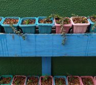 PROGRAMA COLORIR SUSTENTÁVEL - PLANTAÇÃO DE FLORES ONZE HORAS - ETAPA PEQUENOS  HORTICULTORES