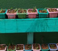 PROGRAMA COLORIR SUSTENTÁVEL - PLANTAÇÃO DE FLORES ONZE HORAS - ETAPA PEQUENOS  HORTICULTORES